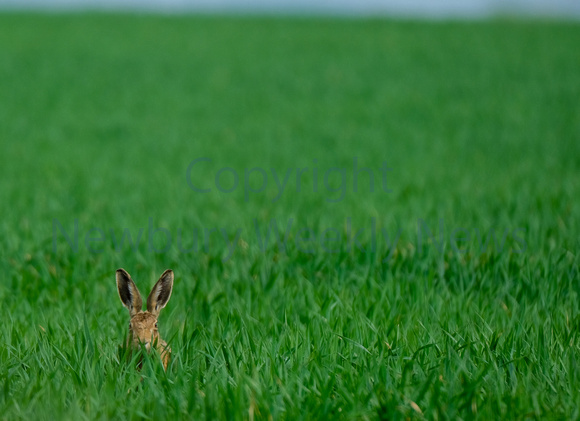 18-1422D Hare in West Berkshire