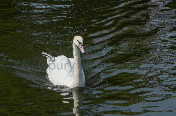 27-2722A Swan