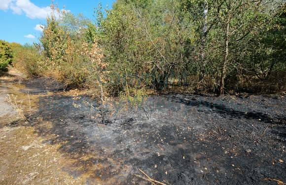 31-1522D Fire in woodlands Thatcham