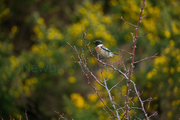 12-1223AN Greenham Common Birds