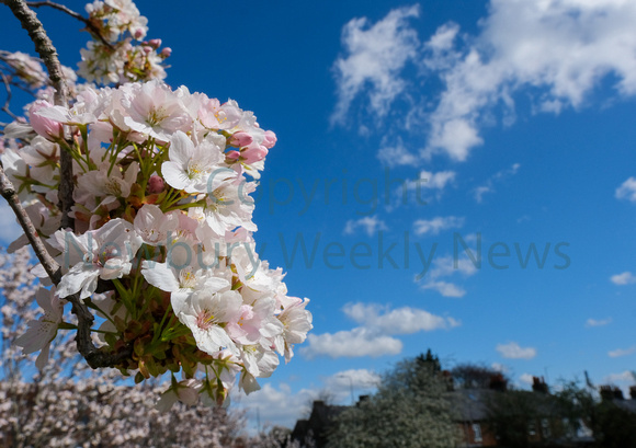 NWN 16-1423C Blossom in St Johns Memorial Garden