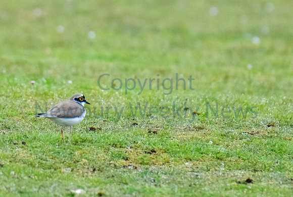 NWN 16-2523A Little Ringed Plover