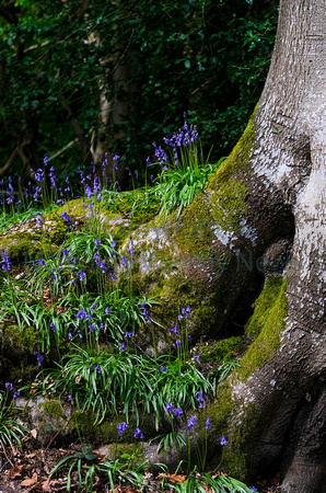 NWN 16-1323A Bluebells in Bowdown woods
