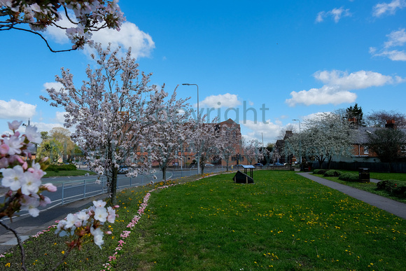 NWN 16-1423B Blossom in St Johns Memorial Garden