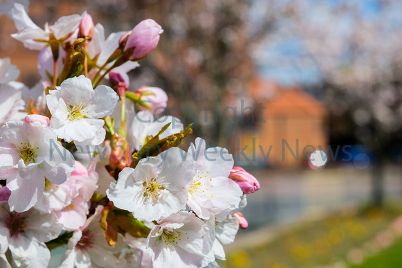 NWN 16-1423F Blossom in St Johns Memorial Garden