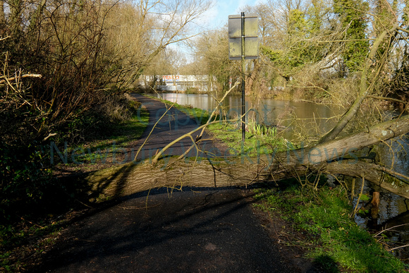 11-0121E Canal - Tree down in path