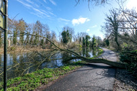11-0121F Canal - Tree down in path