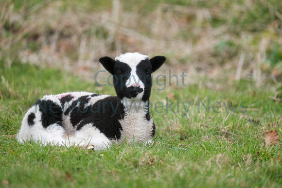 11-0821B Highclere Lambs