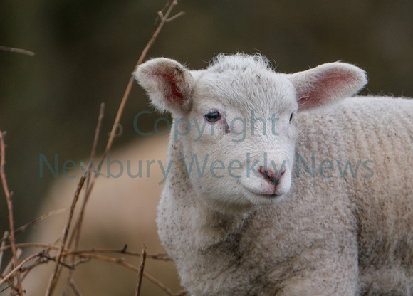 11-0821I Highclere Lambs