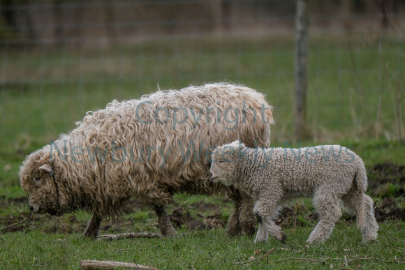11-0821K Highclere Lambs