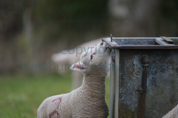 11-0821M Highclere Lambs