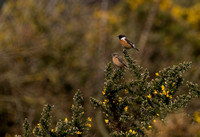 15-0221I Greenham Common Birds