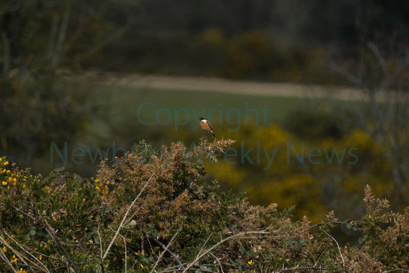 15-0221M Greenham Common Birds