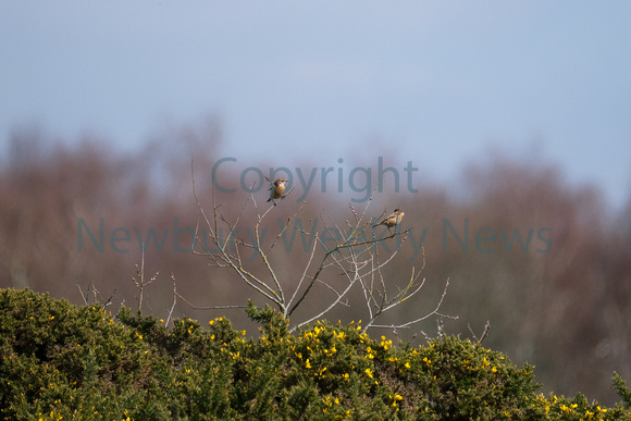 15-0221W Greenham Common Birds