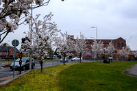 18-0321A Blossom in Newbury