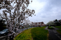18-0321B Blossom in Newbury