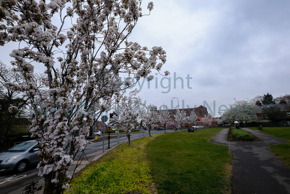 18-0321B Blossom in Newbury