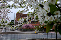 18-0321E Blossom in Newbury
