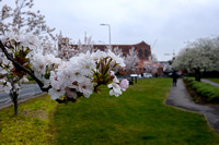 18-0321F Blossom in Newbury