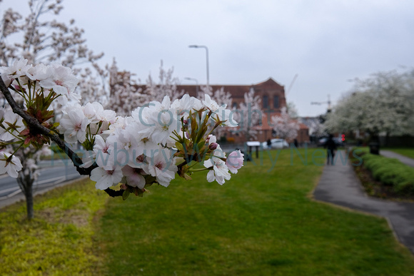 18-0321F Blossom in Newbury