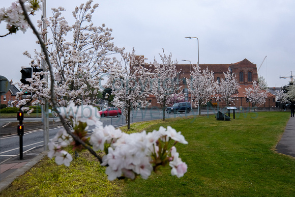 18-0321G Blossom in Newbury