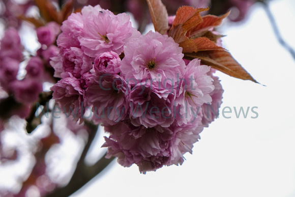 18-0321I Blossom in Newbury