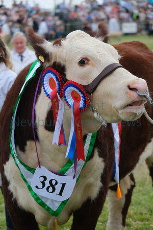 NWN 37-1723 AL Newbury Show - Parade of Livestock