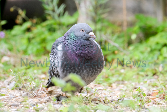 26-0521A Pigeon - Woolton Hill