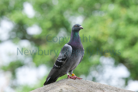 26-0521C Pigeon - Woolton Hill