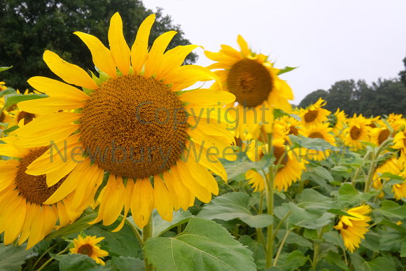 37-2321A Brightwalton Sunflowers