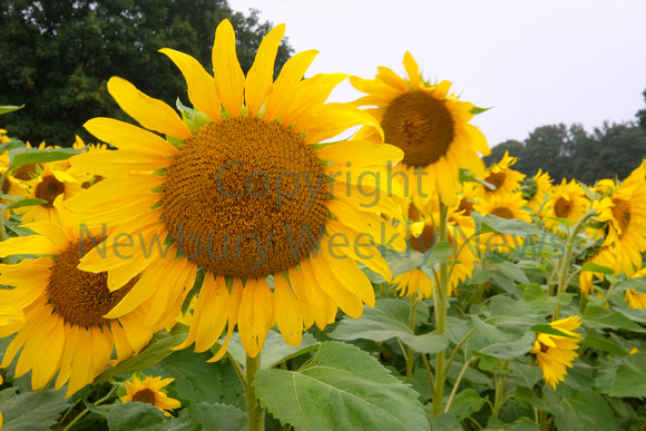 37-2321B Brightwalton Sunflowers