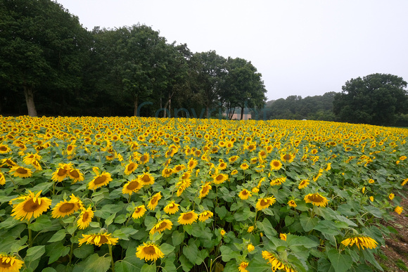 37-2321K Brightwalton Sunflowers