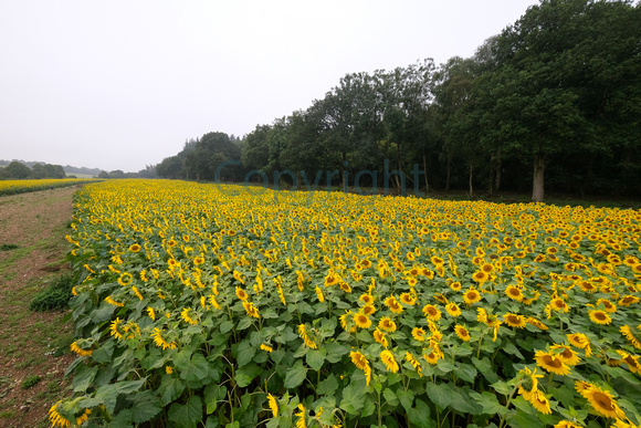 37-2321L Brightwalton Sunflowers