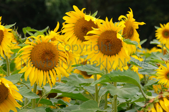 37-2321N Brightwalton Sunflowers