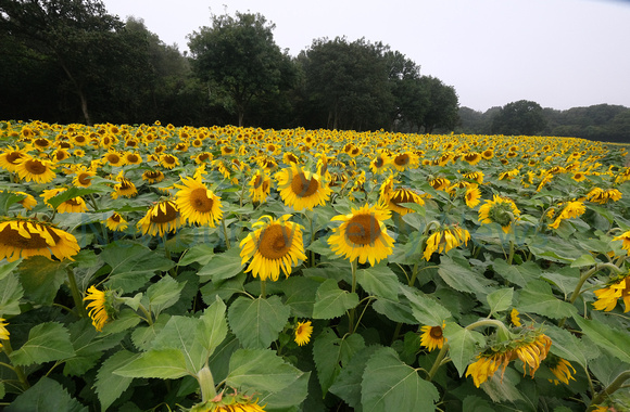 37-2321O Brightwalton Sunflowers