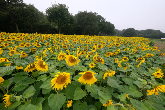 37-2321P Brightwalton Sunflowers