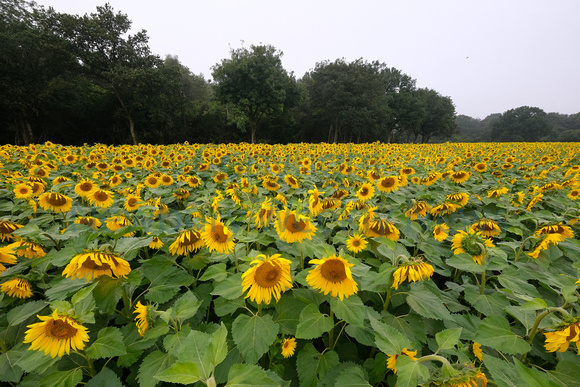 37-2321Q Brightwalton Sunflowers