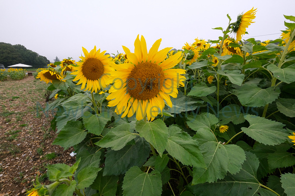 37-2321S Brightwalton Sunflowers