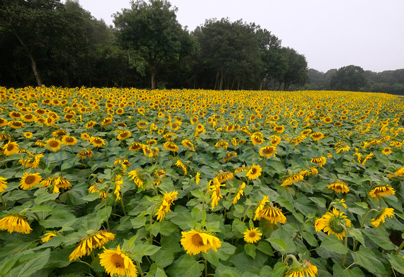 37-2321R Brightwalton Sunflowers