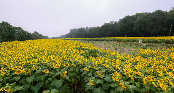 37-2321V Brightwalton Sunflowers