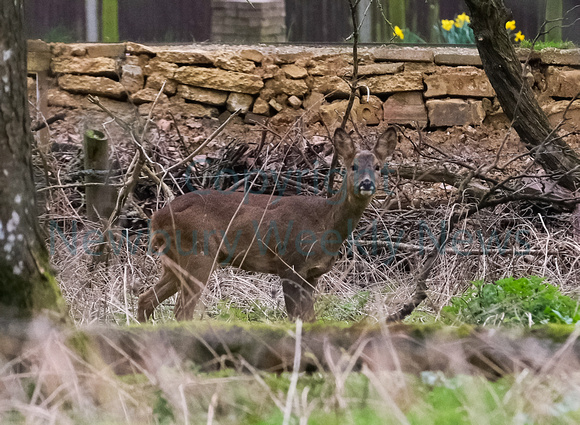 09-1722C Deer in Greenham
