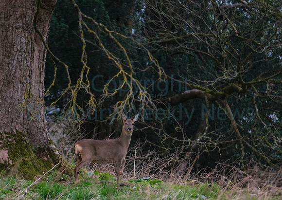 09-1722D Deer in Greenham