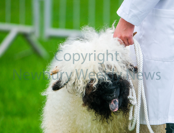 NWN 37-0124D Newbury Show