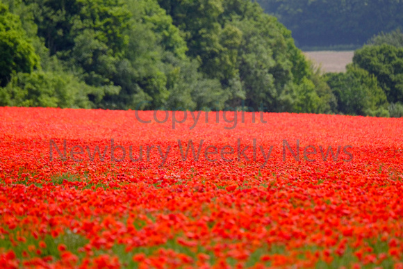 26-0420A Poppies - Hungerford - Inkpen Road