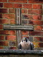 48-0120I peregrine falcon
