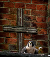 48-0120L peregrine falcon