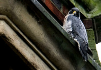 48-0120M peregrine falcon