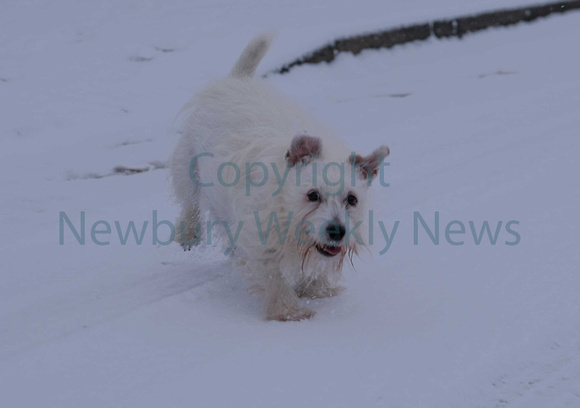 04-0421B Snow - Dogs
