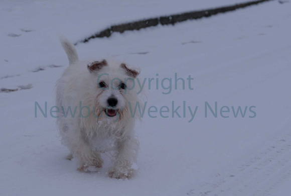 04-0421C Snow - Dogs