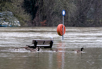 05-0321B Flood - Pangbourne River Thames
